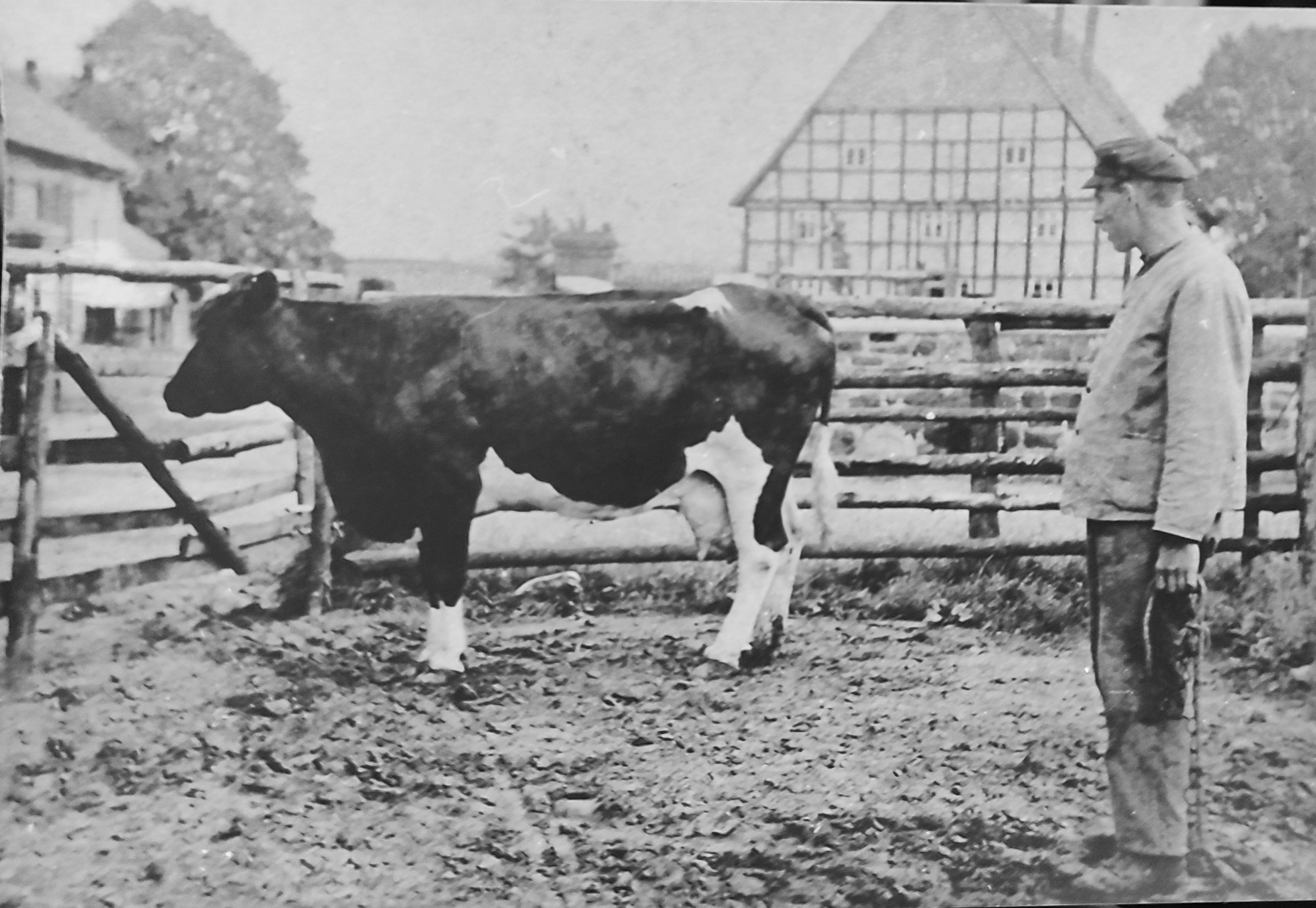 Hof Stiewe von Norden, Melker Georg Kaste mit Kuh "Eugenie", 1928.