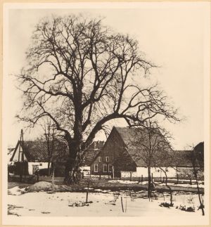 HAU 007 Franzosenlinde HSA 261a.jpg