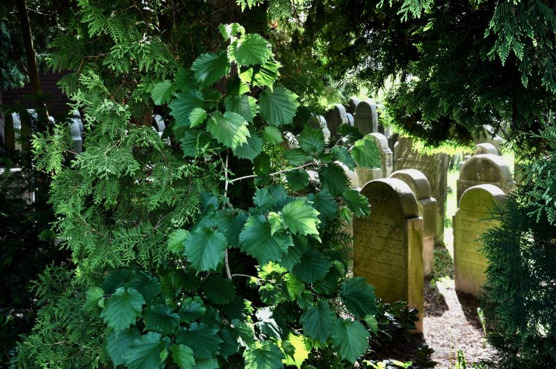 Datei:DT-JüdFriedhof-II-a.jpg