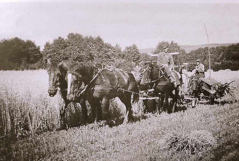 Datei:Gröpperhof, Pferdebinder um 1950.jpg