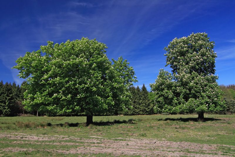 Datei:Senne6.jpg